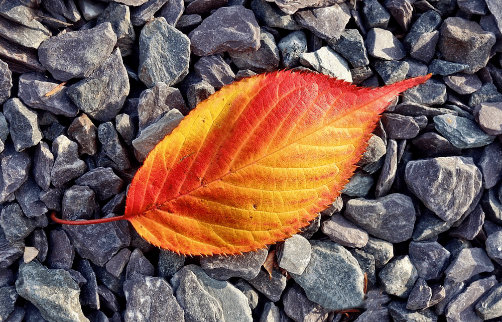 Changing autumn leaf - 3rdThird Marketing - Reaching the Senior Market