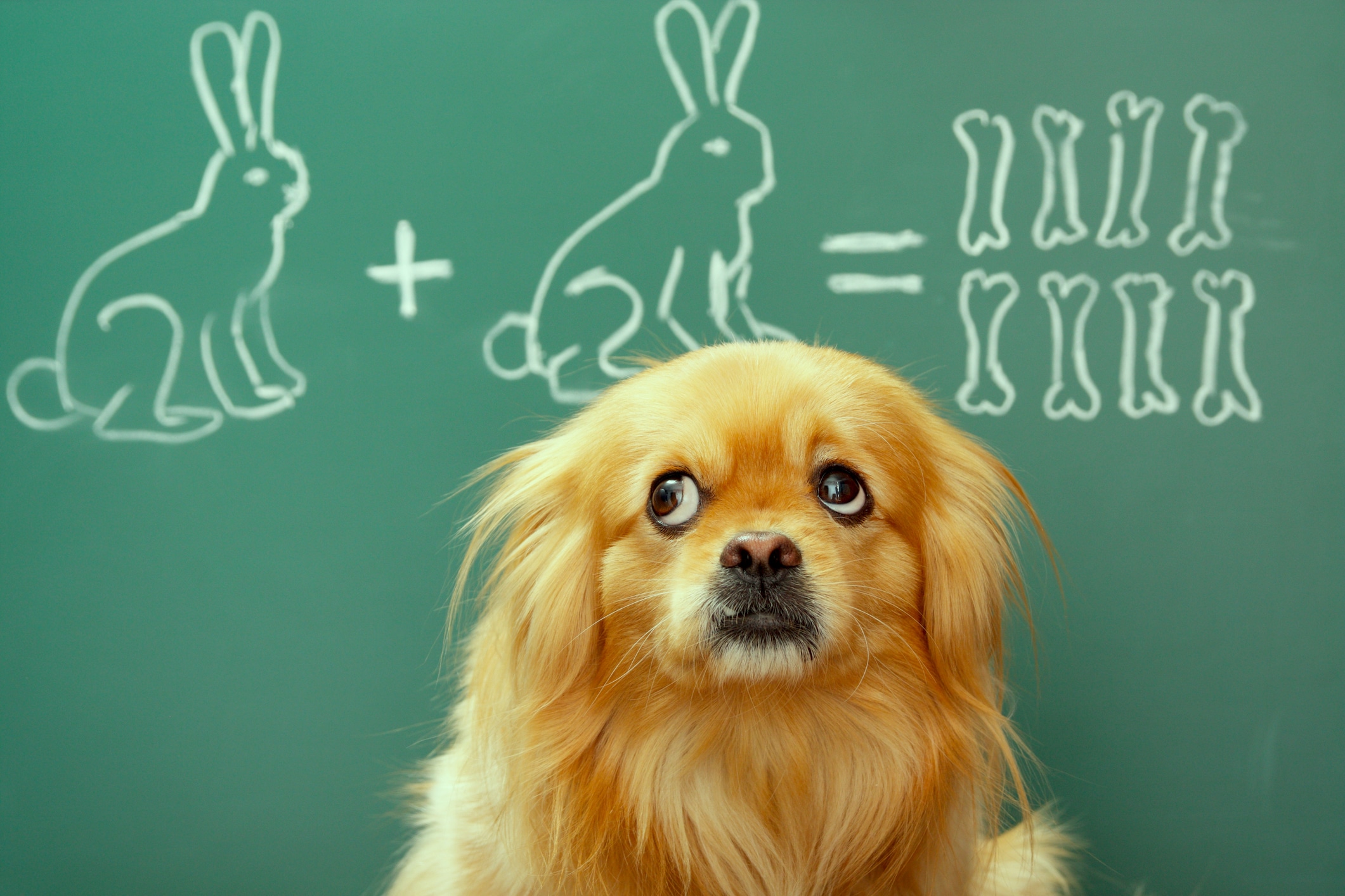 dog is bad at math - 3rdThird Marketing - Reaching the Senior Market
